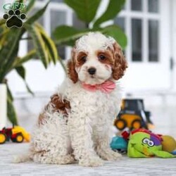 Daisy/Cockapoo									Puppy/Female	/11 Weeks,Meet the most darling F1B Cockapoo named Daisy! This girl is the definition of sweet and lovable—always ready to greet people with tail wags and snuggles. She has a playful side too, especially when there’s a toy involved or a new spot to explore. With her soft, wavy coat and warm eyes, she knows exactly how to melt hearts. Whether it’s joining in on adventures or curling up for a cozy nap, this little one may just be the perfect little sidekick for your family!