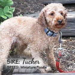 Toffee/Cockapoo									Puppy/Male	/February 19th, 2026,Toffee is a handsome red and white male Cockapoo puppy, with beautiful white markings on his face, chest and chin. He is well socialized, playing with our children daily. This sweet boy likes to play with his littermates and enjoys cuddles, too.