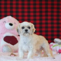 Malinda/Lhasa Apso									Puppy/Female	/10 Weeks,Hi, I’m Malinda! I’m an adorable ACA registered Lhasa Apso with so much charm, from my flowing soft coat to my bright, soulful eyes and confident, prancing walk. I carry that classic Lhasa attitude—proud, playful, and full of heart.