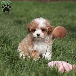 Dolly/Cavapoo									Puppy/Female	/7 Weeks,Meet Dolly! This F1B tiny cavapoo may be small, but her personality is anything but. She’s full of energy, curiosity, and unconditional love—always ready to explore, chase toys, and discover something new. When the day winds down, she’s happiest curled up close, soaking in every cuddle with her sweet, gentle nature. Her petite size makes her even more special, offering the perfect blend of affection, fun, and charm. She’ll make a wonderful companion for families, singles, or anyone looking for a loyal little friend.
