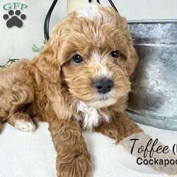 Toffee/Cockapoo									Puppy/Male	/February 19th, 2026,Toffee is a handsome red and white male Cockapoo puppy, with beautiful white markings on his face, chest and chin. He is well socialized, playing with our children daily. This sweet boy likes to play with his littermates and enjoys cuddles, too.