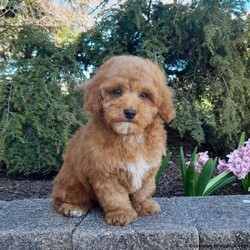 Bradley/Forever									Puppy/Male	/12 Weeks,This is an adorable forever puppy that is looking for his forever home. He is playful, and enjoys playing in the yard. He is up to date on his vaccinations and dewormings, and has been vet checked. Feel free to call with questions, or to set up a time to come visit him. Thanks,