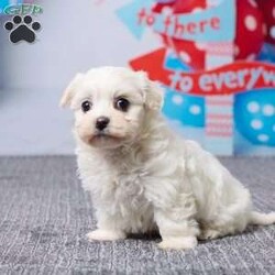 Macy/Havachon									Puppy/Female	/8 Weeks,Meet Macy, a sweet little Havachon puppy ready to find her forever home. She has been vet checked and is up to date on all her shots, giving her a great, healthy start. Macy is playful, loving, and enjoys being around people, making her a perfect fit for a family. Her mom, Snow Ball (a Bichon Frise, 10 lbs), and dad, Barney (a Havanese, 12 lbs), both have gentle, friendly personalities. Macy is ready to fill your home with love, cuddles, and happy moments.