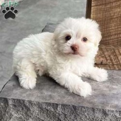Angel/Havanese									Puppy/Female	/8 Weeks,Hi, I’m Angel I’m a beautiful cream and white Havanese girl, and I was born on 2/20/26. I’ve got the sweetest face and an outgoing personality to match—I love meeting new people and being right in the middle of everything! I’m super friendly, playful, and full of love. Whether it’s playtime or cuddle time, I’m always happy as long as I’m with my people. I’d make the perfect little companion for just about any home. I come AKC registered and will be up to date on all my shots and dewormings. I’ll also be microchipped and come with a health guarantee, so you can feel confident bringing me home. I can’t wait to meet my forever family Contact today to make me yours: