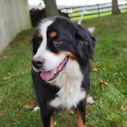 Chloe/Bernedoodle									Puppy/Female	/10 Weeks,Meet Chloe, she is such a stunning little girl! She is more on the shy side but will be happy to cuddle up with you. She loves to play but will be very happy to just have all the attention that she can get! She is up to date on vaccinations and dewormer and will have a final health exam with our veterinarian to ensure excellent health before leaving our home. She is anticipated to be very low shedding, if anything at all. Mom is a Bernese mountain dog around 70 lb and dad is a miniature poodle around 20lb, both parents have completed their genetic test and she will come with a one-year genetic health guarantee. We are estimating her to be around35 to  40 lb at her adult weight. If you are interested in adopting this extremely fluffy and sweet girl please call or text me. If you are not able to come here and meet her, I do have shipping options available.