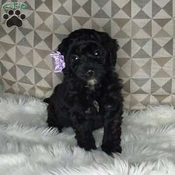 Charlotte/Mini Labradoodle									Puppy/Female	/7 Weeks,Meet sweet lil Charlotte!! Family raised with tender love and care, well socialized with children and adults caring heart who will always be there comforting you with lots of love!  Call Susan to schedule a visit! You would get along vet certificate, health records, microchip numbers, warranty that’s good for up to 1 year and a lil baggy food!!  