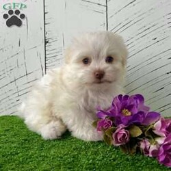 Angel/Havanese									Puppy/Female	/8 Weeks,Hi, I’m Angel I’m a beautiful cream and white Havanese girl, and I was born on 2/20/26. I’ve got the sweetest face and an outgoing personality to match—I love meeting new people and being right in the middle of everything! I’m super friendly, playful, and full of love. Whether it’s playtime or cuddle time, I’m always happy as long as I’m with my people. I’d make the perfect little companion for just about any home. I come AKC registered and will be up to date on all my shots and dewormings. I’ll also be microchipped and come with a health guarantee, so you can feel confident bringing me home. I can’t wait to meet my forever family Contact today to make me yours: