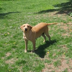 Charlotte/Mini Labradoodle									Puppy/Female	/7 Weeks,Meet sweet lil Charlotte!! Family raised with tender love and care, well socialized with children and adults caring heart who will always be there comforting you with lots of love!  Call Susan to schedule a visit! You would get along vet certificate, health records, microchip numbers, warranty that’s good for up to 1 year and a lil baggy food!!  