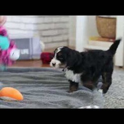 Chico/Mini Bernedoodle									Puppy/Male	/7 Weeks,Meet Chico! A sweet Mini multigen Bernedoodle! Full of energy, curiosity, and unconditional love, he’s always ready to explore, chase toys, and discover something new. When the day winds down, he’s happiest curled up close, soaking in every cuddle with his gentle, affectionate nature. With his adorable looks and loving temperament, he’s the perfect mix of playful and calm—ready to become someone’s very best friend.