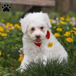 Benji/Bich-Poo									Puppy/Male	/7 Weeks,Meet Benji! He is a Bichapoo puppy with a friendly, affectionate personality and a playful nature. He enjoys time with people, whether that’s playing, exploring, or settling in for some quiet downtime. He’s been well cared for and is off to a good start, showing a nice balance of energy and calmness.