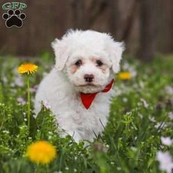Benji/Bich-Poo									Puppy/Male	/7 Weeks,Meet Benji! He is a Bichapoo puppy with a friendly, affectionate personality and a playful nature. He enjoys time with people, whether that’s playing, exploring, or settling in for some quiet downtime. He’s been well cared for and is off to a good start, showing a nice balance of energy and calmness.