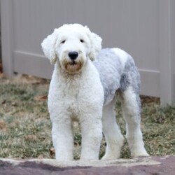 Bentley/Sheepadoodle									Puppy/Male	/6 Weeks,Hi, I’m Bentley! I’m an adorable Sheepadoodle puppy and basically a fluffy little bundle of joy. With my soft, wavy coat and bright, curious eyes, I love exploring, playing, and then curling up close for some cozy cuddle time. I’ve got a fun, gentle personality and a whole lot of love to give, and I can’t wait to make tons of happy memories with my forever family.