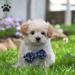 Finn/Maltipoo									Puppy/Male	/8 Weeks,Hi, I’m Finn! I’m an adorable Maltipoo puppy with a big personality packed into a small, lovable package. With my soft, fluffy coat, bright eyes, and playful spirit, I’m pretty hard to resist. I’m sweet and charming with a fun-loving, playful side—curious, spunky, and always ready for a new adventure.
