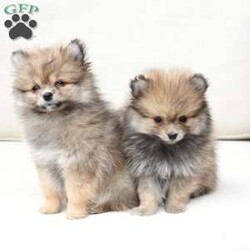 Poppy/Pomeranian									Puppy/Female	/February 19th, 2026,Poppy is 1 of 4 in her litter , she is second smallest swing just over a pound at six weeks . 