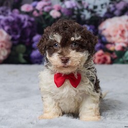 Titus/Havapoo									Puppy/Male	/9 Weeks,Meet Titus, an irresistibly cute Havapoo puppy with a loving personality and a playful spirit. Family-raised and well-socialized, Titus has been vet-checked and is up-to-date on all his vaccinations, ensuring he’s healthy and ready to join his forever home. He comes from wonderful parents, Chocolate (11 lbs.) and All Star (13 lbs.), and is expected to have a great temperament and manageable size. Titus is eager to bring joy, cuddles, and companionship to his new family.