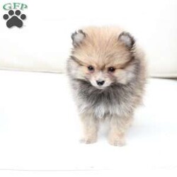 Poppy/Pomeranian									Puppy/Female	/February 19th, 2026,Poppy is 1 of 4 in her litter , she is second smallest swing just over a pound at six weeks . 