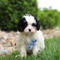 Jackson/Cavapoo									Puppy/Male	/8 Weeks,Meet Jackson, an adorable F1 Cavapoo puppy with a soft, fluffy coat and a friendly, people-loving personality. He enjoys playtime, exploring his surroundings, and staying close to his family. He has a wonderful balance of energy and calmness—always ready for fun but just as happy to settle down for some quiet cuddle time.