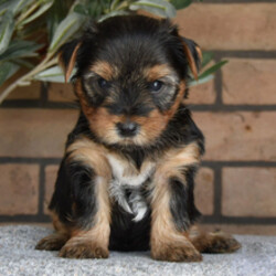Adopt a dog:Jack/Yorkshire Terrier/Female/March 29, 2026,Hi, I'm Jack! I'm a 5-week-old male Yorkshire Terrier with a beautiful black & tan coat, born on March 29. I'll be ready to go home to my forever family after June 7, once I'm grown enough to leave my litter. When I reach my adult size, I should weigh between 7–9 lbs. I'm AKC registered. I want you to want me, I need you to need me, and I'd love you to love me... forever together.