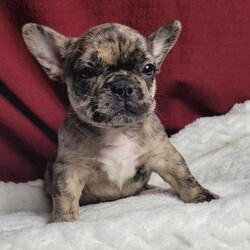 Lulu/French Bulldog Mix									Puppy/Female	/7 Weeks,Lulu is a very sweet and friendly puppy.  She is more laid back then her sister, but well socialized  with children. She is a mix of 1/4 pug and 3/4 French Bulldog,with wrinkles and  an estimated  adult weight of 25 #.To make her your very own puppy  to cuddle and love please contact  us for more info. (She can be delivered  via ground transport  to your doorstep  for an additional  fee)