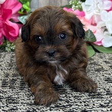 Ginger/Shih Tzu/Female/March 26, 2026