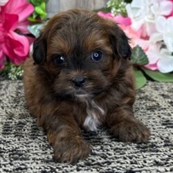Adopt a dog:Ginger/Shih Tzu/Female/March 26, 2026,Hi, I'm Ginger! I'm a 6-week-old female Shih Tzu with a beautiful red coat, born on March 26. I'll be ready to go home to my forever family after May 28, once I'm grown enough to leave my litter. When I reach my adult size, I should weigh between 12–16 lbs. I'm AKC registered. I'm a curious pup who will make every day an adventure.