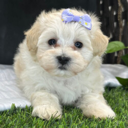 Adopt a dog:Peaches/Maltipoo/Female/March 15, 2026,Hi, I'm Peaches! I'm a 7-week-old female Maltipoo. My dad is a Maltese and my mom is a Poodle. I have a beautiful cream coat, and I was born on March 15. I'll be ready to go home to my forever family after May 24, once I'm grown enough to leave my litter. When I reach my adult size, I should weigh between 4–7 lbs. My playful spirit will bring joy and laughter to your home.