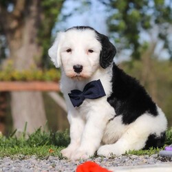 Bentley/Sheepadoodle									Puppy/Male	/6 Weeks,Hi, I’m Bentley! I’m an adorable Sheepadoodle puppy and basically a fluffy little bundle of joy. With my soft, wavy coat and bright, curious eyes, I love exploring, playing, and then curling up close for some cozy cuddle time. I’ve got a fun, gentle personality and a whole lot of love to give, and I can’t wait to make tons of happy memories with my forever family.