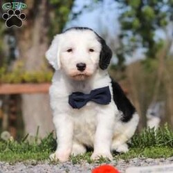Bentley/Sheepadoodle									Puppy/Male	/6 Weeks,Hi, I’m Bentley! I’m an adorable Sheepadoodle puppy and basically a fluffy little bundle of joy. With my soft, wavy coat and bright, curious eyes, I love exploring, playing, and then curling up close for some cozy cuddle time. I’ve got a fun, gentle personality and a whole lot of love to give, and I can’t wait to make tons of happy memories with my forever family.