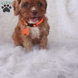 Jasmine/Cavapoo									Puppy/Female	/9 Weeks,our cavapoo’s are well loved and socialized Daily -Full grown we guess them to be 12-15lbs .They have been health checked by the vet , and up to date on all de-wormers -and vaccines you will get a copy of these records.