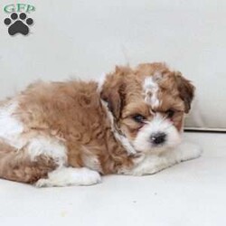 Maple/Shih-Poo									Puppy/Female	/March 15th, 2026,Maple is 1 of 2 in her litter , she has an approximate adult weight of 12 to 20 pounds . 