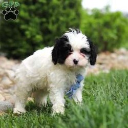 Jackson/Cavapoo									Puppy/Male	/8 Weeks,Meet Jackson, an adorable F1 Cavapoo puppy with a soft, fluffy coat and a friendly, people-loving personality. He enjoys playtime, exploring his surroundings, and staying close to his family. He has a wonderful balance of energy and calmness—always ready for fun but just as happy to settle down for some quiet cuddle time.