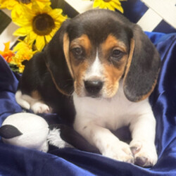 Adopt a dog:Pepper/Beagle/Female/March 5, 2026,Hi, I'm Pepper! I'm a 9-week-old male Beagle with a beautiful black, tan & white coat, born on March 5. I am ready now to plan my trip to my forever family. Once I reach my adult size, I'm expected to weigh between 15–35 lbs. I'm UABR registered. I'm excited to meet my forever family and share my love.