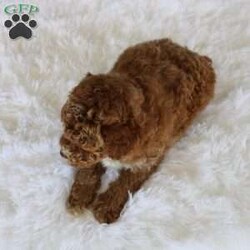 Archie/Miniature Poodle									Puppy/Male	/8 Weeks,Meet Archie! He is a gorgeous deep red AKC registered purebred mini poodle, with flashy white markings placed perfectly on his face and chest, making him the most adorable fluffy little puppy! The poodle is non shedding and hypoallergenic making them the ideal companion to have in your life. The mom “Addie” is a loving 11lb AKC mini poodle and dad “Miles” is a gentle 12lb AKC purebred poodle, they have amazing temperaments and great confirmation! Both parents are completely genetic tested and clear of any genetic diseases, this assures your puppy a solid health foundation to their life! Archie is updated on all vaccinations and deworming schedule as well as health checked by our local veterinarian to assure proper health before going to his forever home. Included will be all health records, AKC registration papers and a small baggie of food to help transition to his new home, as well as our extended health and genetic guarantee! Our puppies go through the ENS program, as well as socializing with us each day to help bring out the best in each puppy! Your puppy is also started on crate training. Shipping is available anywhere in the USA or Puerto Rico. Visits are also welcome! Call or text Duane to discuss further details!