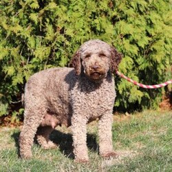 Bluey/Lagotto Romagnolo									Puppy/Male	/9 Weeks,Meet me, Bluey! I’m a very cute AKC Lagotto puppy with a fluffy, curly coat and a fun-loving personality that keeps everyone smiling. I love exploring new things, playing with my toys, and following my favorite people wherever they go. I’m curious, affectionate, and always ready for cuddle time after a day of adventures. With my sweet nature and adorable face, I’m sure to bring lots of joy, laughter, and love to my forever family!