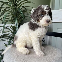 Max/Standard Poodle									Puppy/Male	/April 4th, 2026,Meet Max! A standard poodle pup who will mature to approximately 50-65lbs! He will have the true curly poodle coat! 