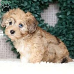 Ivy/Havapoo									Puppy/Female	/8 Weeks,“Love has four paws and a wagging tail – Find it in a Havapoo today!” I am a Havapoo puppy! My Mom is Melissa a Havanese and my Dad is Jimbo a 12lb AKC Mini Poodle. I was born on March 23rd and I will be ready for my forever home on May 18th! I have been family raised on a farm in the country around children. I have had my shots and de-wormers. I have been checked by a veterinarian. I am micro-chipped. For more information or to schedule a visit with me, please contact Henry Monday through Saturday. All Sunday calls will be returned on Monday.