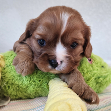 Jewel/Cavalier King Charles Spaniel/Female/April 17, 2026