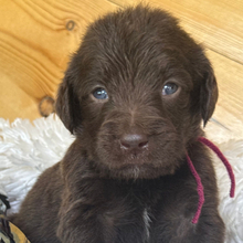 Adopt a dog:Aster/Labradoodle/Female/April 21, 2026,Hi, I'm Aster! I'm a 4-week-old male Labradoodle. My dad is a Labrador Retriever and my mom is a Labradoodle. I have a beautiful chocolate coat, and I was born on April 21. I'll be ready to go home to my forever family after June 16, once I'm grown enough to leave my litter. I'm CKC registered. It seems to me you lived your life like a candle in the wind, and I'll be the little light that never goes out.