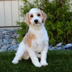 Lester/Mini Goldendoodle									Puppy/Male	/11 Weeks,Take a look at this perfect Miniature Goldendoodle puppy who is ready to steal your heart! This fluffy cutie comes up to date on shots and dewormer and is vet checked. The mom Laurel is a MIni Goldendoodle and is health tested! The father is a handsome boy named Dewey. If you are searching for a friendly puppy to add to your home contact us today!