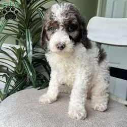 Max/Standard Poodle									Puppy/Male	/April 4th, 2026,Meet Max! A standard poodle pup who will mature to approximately 50-65lbs! He will have the true curly poodle coat! 