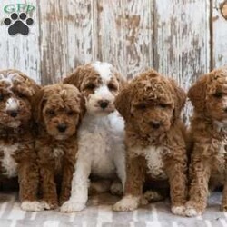 Hackman/Mini Labradoodle									Puppy/Male	/10 Weeks,This is Hackman. This handsome little guy will bring you happiness each day! Family raised, up to date on shots and dewormer, and comes with a 1 year genetic health guarantee. He’s socialized with our children, who help care for the puppies!! He comes with a small bag of food, blanket, toy and a collar. Give us a call today! We’re open Monday-Saturday 8-8 and closed on Sundays. Sunday messages will be returned on Monday. Country Echo Pets,  Raymond Lapp Sunbury Pa 17801 Pa License #17927