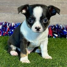 Adopt a dog:Kade/Chihuahua/Female/April 1, 2026,Hi, I'm Kade! I'm a 7-week-old male Chihuahua with a beautiful black & tan coat, born on April 1. I'll be ready to go home to my forever family after May 29, once I'm grown enough to leave my litter. When I reach my adult size, I should weigh between 6–8 lbs. I'm ACA registered. I'm all set to fill your home with laughter and paw-some moments.
