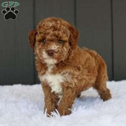 Archie/Miniature Poodle									Puppy/Male	/8 Weeks,Meet Archie! He is a gorgeous deep red AKC registered purebred mini poodle, with flashy white markings placed perfectly on his face and chest, making him the most adorable fluffy little puppy! The poodle is non shedding and hypoallergenic making them the ideal companion to have in your life. The mom “Addie” is a loving 11lb AKC mini poodle and dad “Miles” is a gentle 12lb AKC purebred poodle, they have amazing temperaments and great confirmation! Both parents are completely genetic tested and clear of any genetic diseases, this assures your puppy a solid health foundation to their life! Archie is updated on all vaccinations and deworming schedule as well as health checked by our local veterinarian to assure proper health before going to his forever home. Included will be all health records, AKC registration papers and a small baggie of food to help transition to his new home, as well as our extended health and genetic guarantee! Our puppies go through the ENS program, as well as socializing with us each day to help bring out the best in each puppy! Your puppy is also started on crate training. Shipping is available anywhere in the USA or Puerto Rico. Visits are also welcome! Call or text Duane to discuss further details!