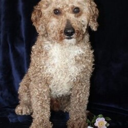 Lester/Mini Goldendoodle									Puppy/Male	/11 Weeks,Take a look at this perfect Miniature Goldendoodle puppy who is ready to steal your heart! This fluffy cutie comes up to date on shots and dewormer and is vet checked. The mom Laurel is a MIni Goldendoodle and is health tested! The father is a handsome boy named Dewey. If you are searching for a friendly puppy to add to your home contact us today!
