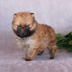Cheddar/Pomeranian									Puppy/Male	/6 Weeks,Meet our adorable Pomeranian puppy, Cheddar born April 3rd to proud parents Casey and Rover! At 5 weeks, he weighs in just under 1lb! This fluffy little companion is very sweet, playful, and full of personality. He just has the most loving and adorable disposition. Well socialized, great with other dogs, and lovingly raised around our family and kids, this puppy has a friendly and affectionate temperament. Vet checked and up to date on shots and dewormer, this little one is ready to meet a new family. With a soft coat, bright eyes, and a loving nature, this Pomeranian puppy is sure to bring joy and companionship to a forever home. 