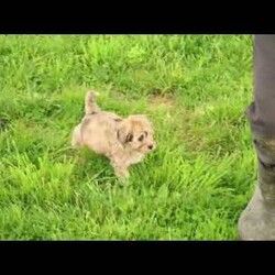 Ivy/Havapoo									Puppy/Female	/8 Weeks,“Love has four paws and a wagging tail – Find it in a Havapoo today!” I am a Havapoo puppy! My Mom is Melissa a Havanese and my Dad is Jimbo a 12lb AKC Mini Poodle. I was born on March 23rd and I will be ready for my forever home on May 18th! I have been family raised on a farm in the country around children. I have had my shots and de-wormers. I have been checked by a veterinarian. I am micro-chipped. For more information or to schedule a visit with me, please contact Henry Monday through Saturday. All Sunday calls will be returned on Monday.
