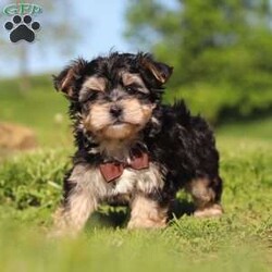Scooby/Morkie / Yorktese									Puppy/Male	/9 Weeks,Meet Scooby, an adorable Morkie puppy with a playful personality and a heart full of love! I’m the perfect mix of cuddly and curious—I love exploring, playing with my toys, and snuggling up for plenty of affection. With my soft, fluffy coat and sweet expression, I’m sure to steal your heart the moment you meet me.