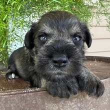 Adopt a dog:Archie/Miniature Schnauzer/Female/May 12, 2026,Hi, I'm Archie! I'm a 4-week-old male Miniature Schnauzer with a beautiful black & silver coat, born on May 12. I'll be ready to go home to my forever family after July 7, once I'm grown enough to leave my litter. When I reach my adult size, I should weigh between 14–18 lbs. I'm AKC registered. With me you'll have the time of your life and feel a love like never before.