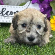 Famous/Coton de Tulear/Female/April 27, 2026