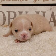 Ally/Frenchton/Female/May 14, 2026